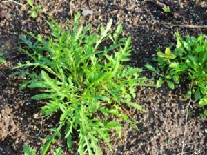 yellow flowering perennial arugula