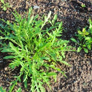 yellow flowering perennial arugula