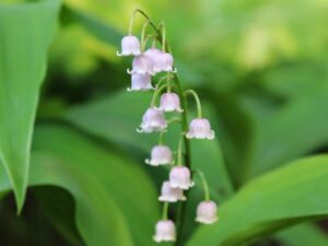 saratoga seed company pink lily of the valley