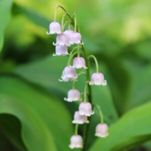 saratoga seed company pink lily of the valley