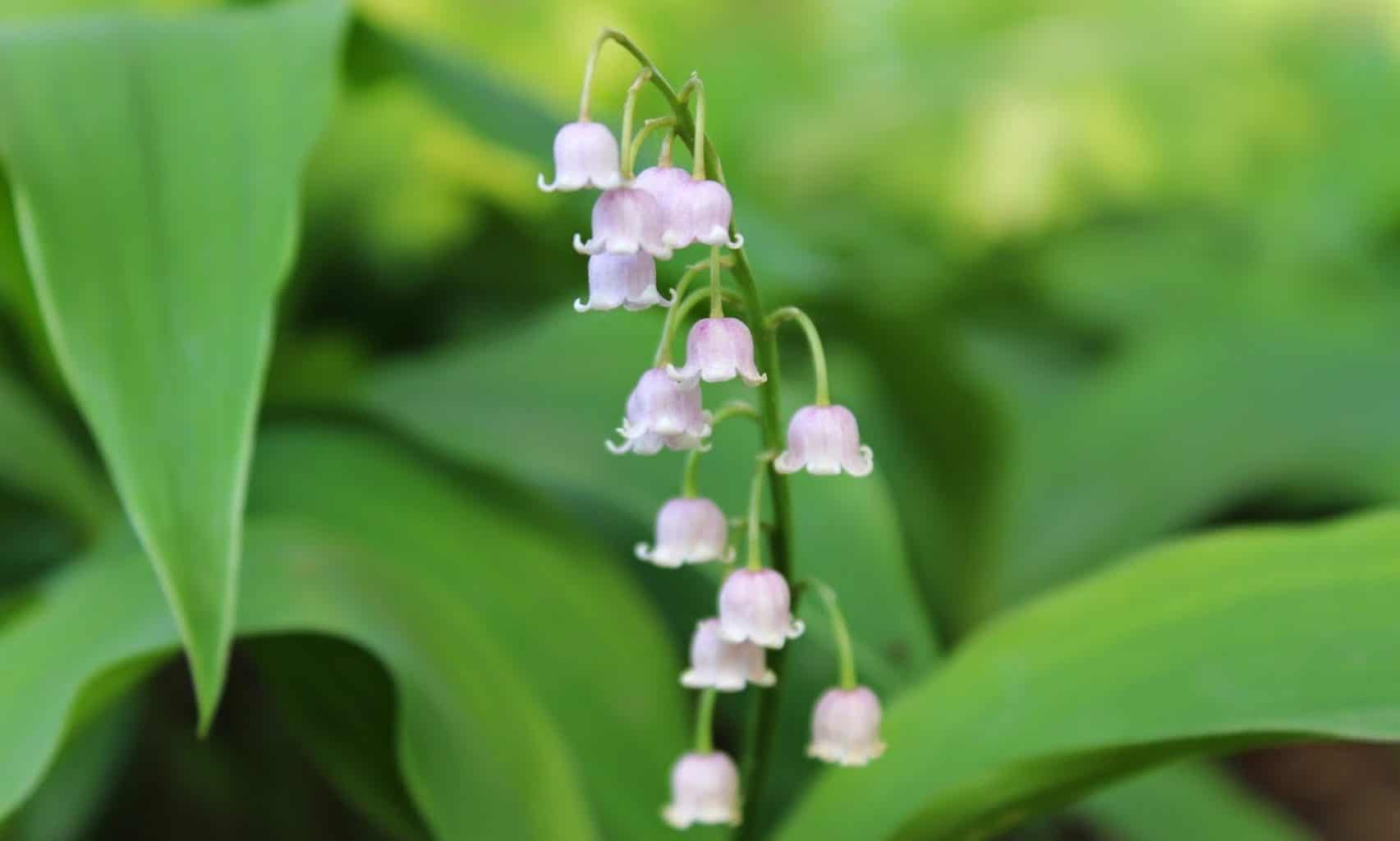 Is this lily of the valley?? : r/whatsthisplant