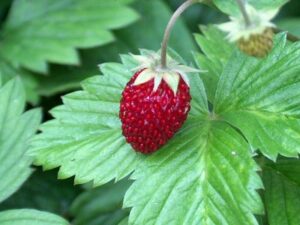 saratoga seed company wild strawberry plants
