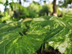 saratoga seed fuki petasites, japanese butterbur plant