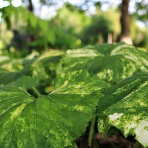 saratoga seed fuki petasites, japanese butterbur plant