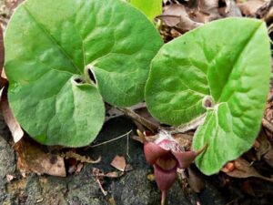 saratoga seed wild ginger plants