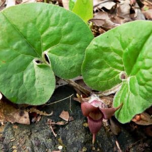 saratoga seed wild ginger plants