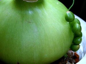 saratoga seed pregnant onion bulb