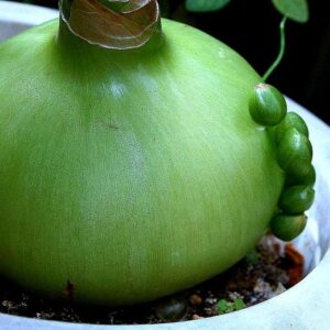saratoga seed pregnant onion bulb