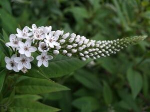Live Plants, Gooseneck Loosestrife, Lysimachia clethroides Saratoga Seed