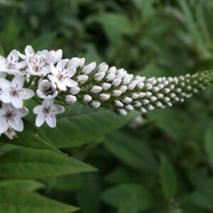 Live Plants, Gooseneck Loosestrife, Lysimachia clethroides Saratoga Seed
