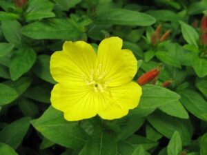 Narrow Leaf Evening Primrose Plants, Oenothera fruticosa