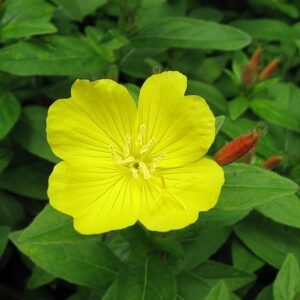 Narrow Leaf Evening Primrose Plants, Oenothera fruticosa