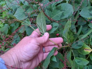 Persicaria virginiana, 'Lance Corporal' Live Plant