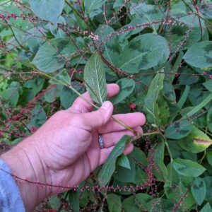 Persicaria virginiana, 'Lance Corporal' Live Plant