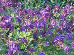 saratoga seed, aquilegia vulgaris