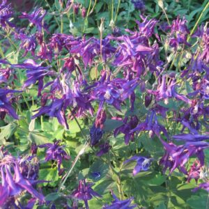 saratoga seed, aquilegia vulgaris