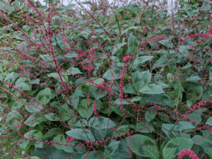 Persicaria virginiana, 'Lance Corporal'