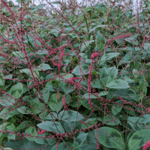Persicaria virginiana, 'Lance Corporal'