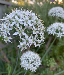 garlic chive seeds