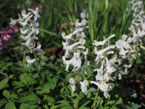 corydalis white seeds