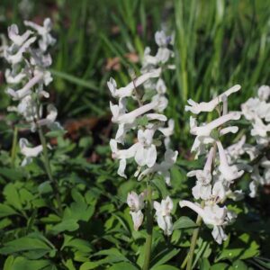 corydalis white seeds