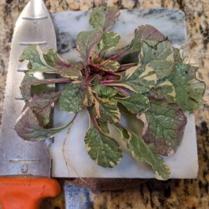 Ajuga reptans "Sage & Cream"