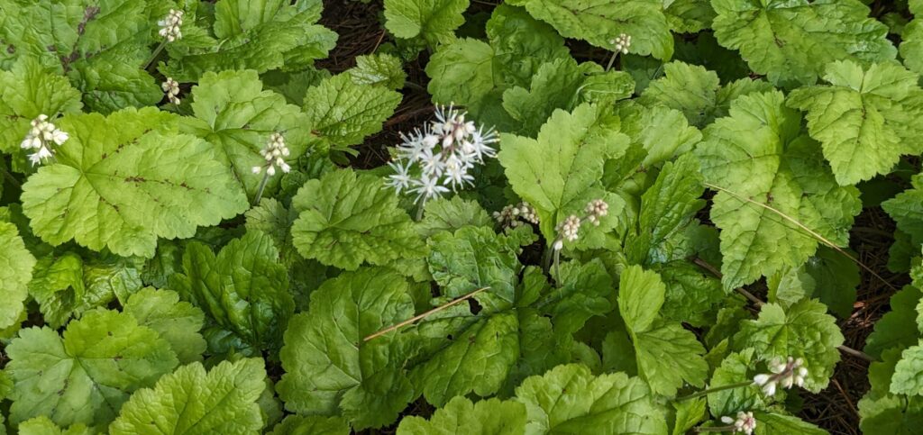 Foamflower, live plants