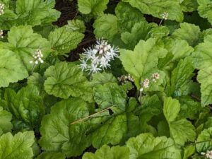 Foamflower, live plants