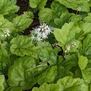 Foamflower, live plants