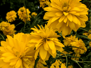 rudbeckia lanciniata 'goldquelle'