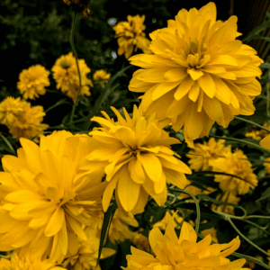 rudbeckia lanciniata 'goldquelle'