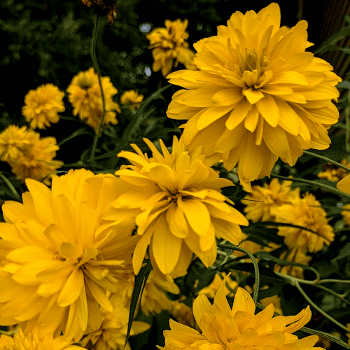 rudbeckia lanciniata 'goldquelle'