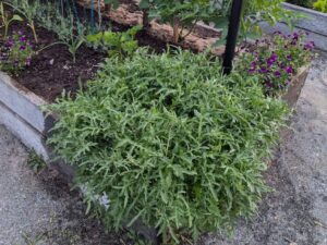 perennial arugula