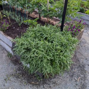 perennial arugula