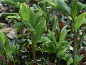 variegated solomon's seal