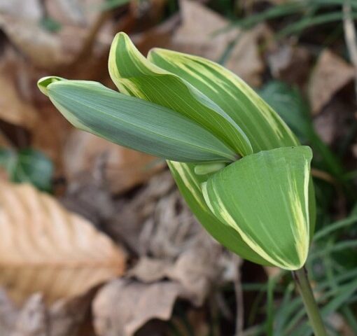 solomon's seal saratoga seed
