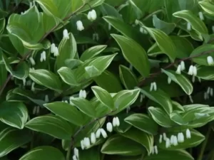 variegated solomon's seal