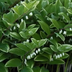 variegated solomon's seal