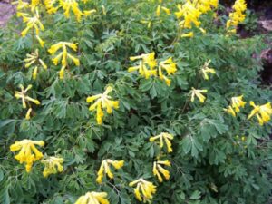 yellow fumaria