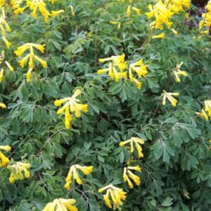 yellow fumaria