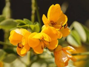 Wild Senna, senna hebecarpa, Seeds
