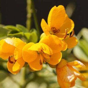 Wild Senna, senna hebecarpa, Seeds