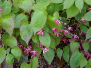 epimedium plants