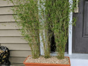 cold hardy clumping bamboo, fargesia nitida