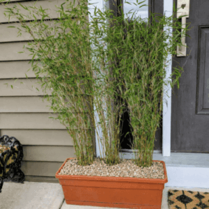 cold hardy clumping bamboo, fargesia nitida