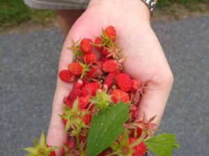 bareroot wild strawberry fragaria vesca plants