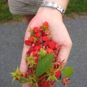 bareroot wild strawberry fragaria vesca plants